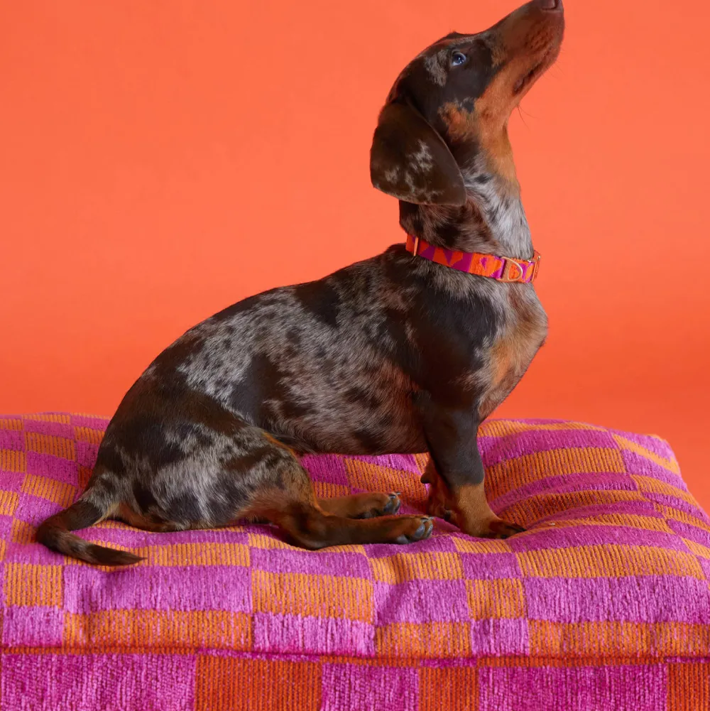 Cheap Dogguo Hondenkussen Jacquard Blok Patroon Oranje En Magenta Maat L