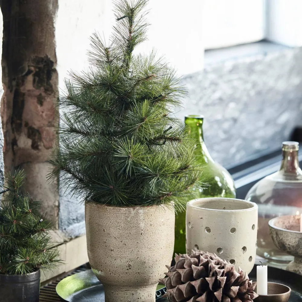 Outlet House Doctor Kerstboom Pinus