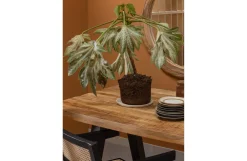 Shop Woood Eettafel Mango Tablo