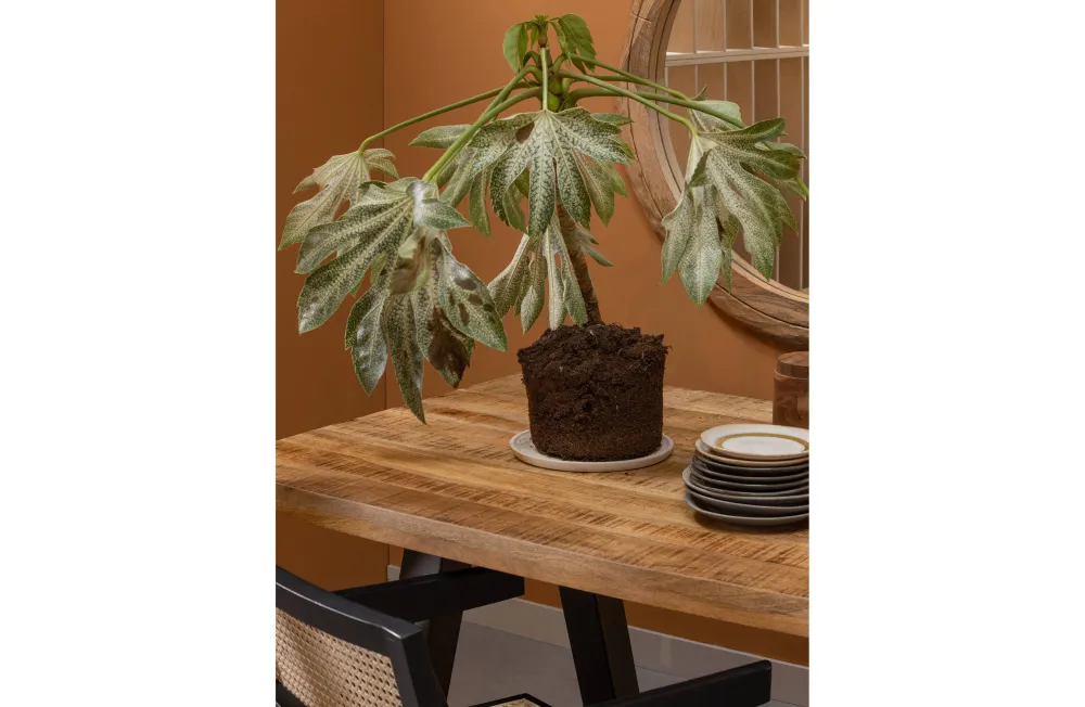Shop Woood Eettafel Mango Tablo